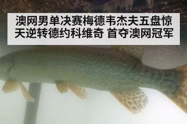 澳网男单决赛梅德韦杰夫五盘惊天逆转德约科维奇 首夺澳网冠军